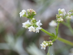 Galium mexicanum asperrimum