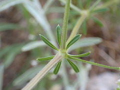 Galium mexicanum asperrimum