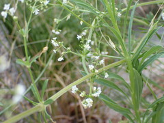 Galium mexicanum asperrimum