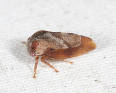 Cyrtolobus pallidifrontis