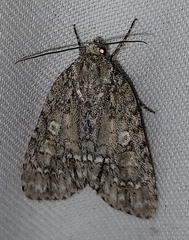 Acronicta immodica