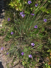 Sisyrinchium montanum