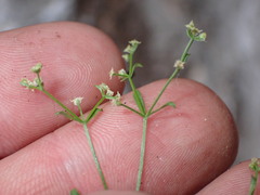 Galium fendleri