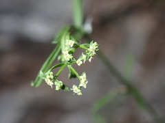 Galium fendleri
