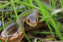 Pantherophis bairdi
