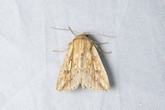 Mythimna decisissima