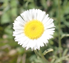 Erigeron neomexicanus