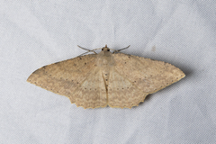 Luxiaria mitorrhaphes