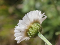 Erigeron neomexicanus