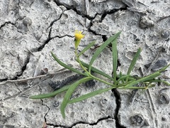 Senecio odoratus