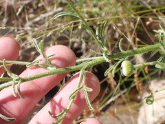 Erigeron neomexicanus