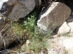 Erigeron neomexicanus