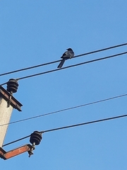 Eudynamys scolopaceus