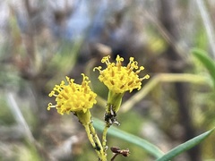 Senecio odoratus