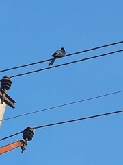 Eudynamys scolopaceus