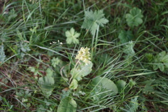 Primula veris macrocalyx