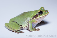 Smilisca cyanosticta