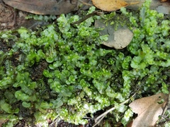 Pallavicinia