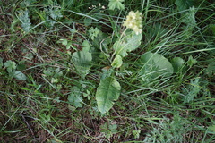 Primula veris macrocalyx