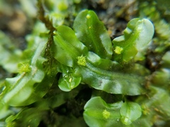 Pallavicinia