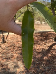 Lyonothamnus floribundus floribundus
