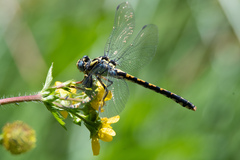 Ophiogomphus morrisoni