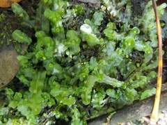 Pallavicinia