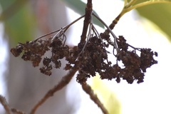 Lyonothamnus floribundus floribundus