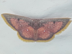 Chrysocraspeda sanguinea