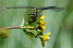Ophiogomphus morrisoni
