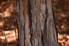 Lyonothamnus floribundus floribundus