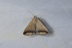 Simplicia mistacalis