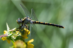 Ophiogomphus morrisoni