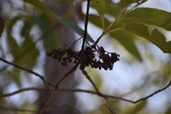 Lyonothamnus floribundus floribundus