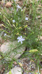 Ipomopsis laxiflora