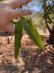 Lyonothamnus floribundus floribundus