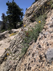 Carlquistia muirii