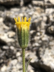 Carlquistia muirii