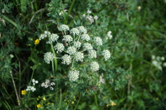 Seseli condensatum