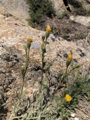 Carlquistia muirii