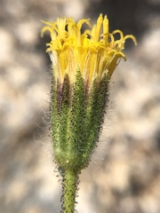 Carlquistia muirii