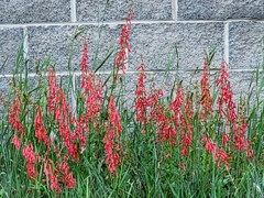 Penstemon eatonii