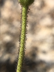 Carlquistia muirii