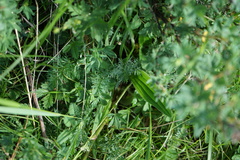 Seseli condensatum