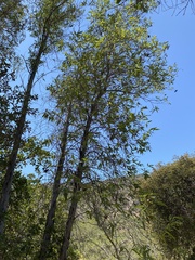 Lyonothamnus floribundus floribundus