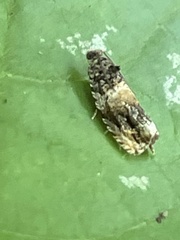 Olethreutes orthocosma