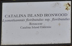 Lyonothamnus floribundus floribundus