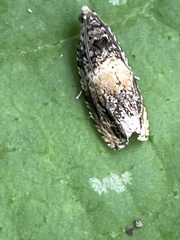 Olethreutes orthocosma