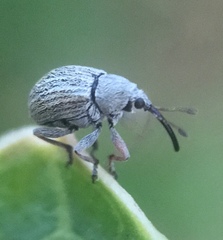 Exapion ulicis