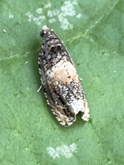 Olethreutes orthocosma